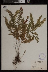 Adiantum hispidulum image