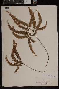 Adiantum hispidulum image