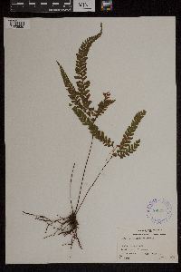 Adiantum hispidulum image