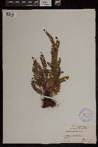 Adiantum hispidulum image