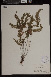 Adiantum hispidulum image