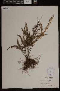 Adiantum hispidulum image
