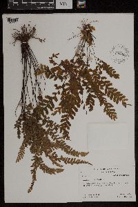 Adiantum hispidulum image