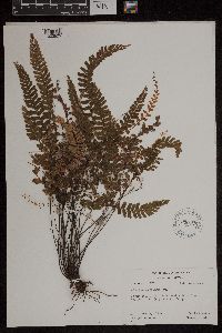 Adiantum hispidulum image