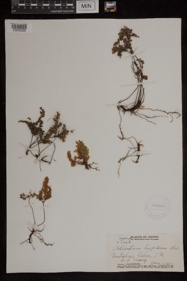 Adiantum hispidulum image