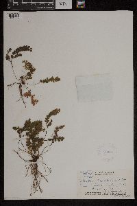 Adiantum hispidulum image