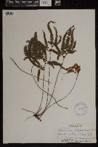 Adiantum hispidulum image