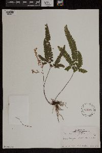 Adiantum hispidulum image