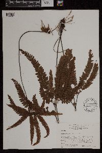 Adiantum hispidulum image