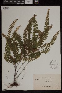 Adiantum hispidulum image