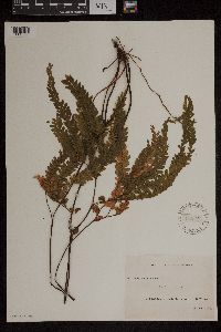 Adiantum hispidulum image