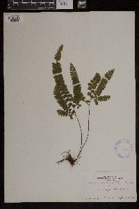 Adiantum hispidulum image