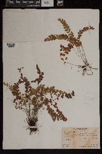 Adiantum hispidulum image