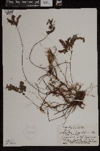 Adiantum hispidulum image