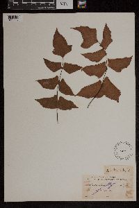 Media resource of Adiantum macrophyllum