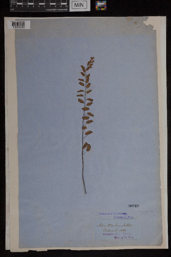 Adiantum philippense image