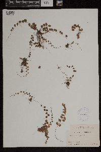 Adiantum philippense image