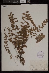 Adiantum philippense image