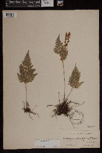 Anemia adiantifolia image