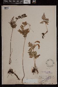 Anemia adiantifolia image