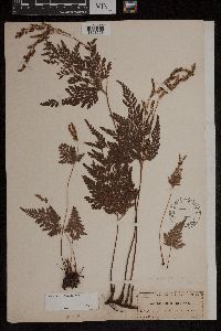 Anemia adiantifolia image