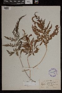 Anemia adiantifolia image