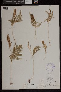 Anemia adiantifolia image