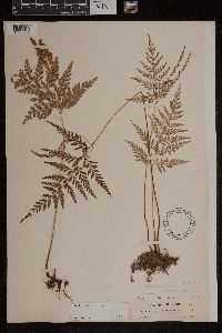 Anemia adiantifolia image