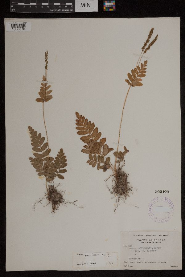 Anemia pastinacaria image