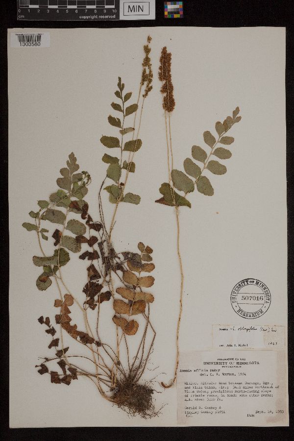 Anemia oblongifolia image