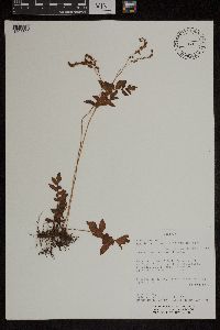 Anemia pastinacaria image