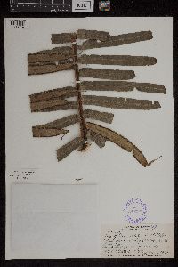 Angiopteris evecta image