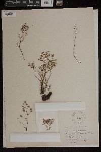 Argyrochosma fendleri image