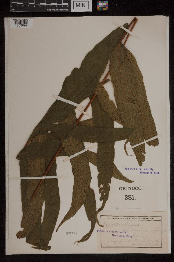 Aspidium martinicense image