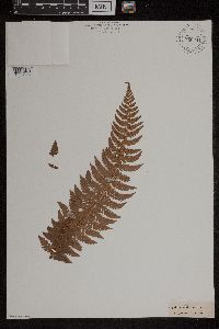 Image of Polystichum aculeatum
