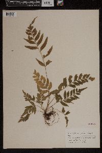Asplenium abscissum image