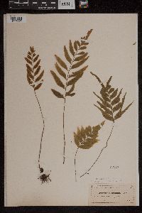 Asplenium abscissum image