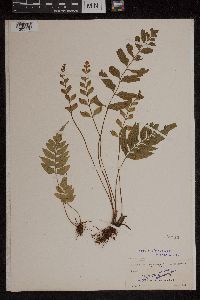 Asplenium abscissum image