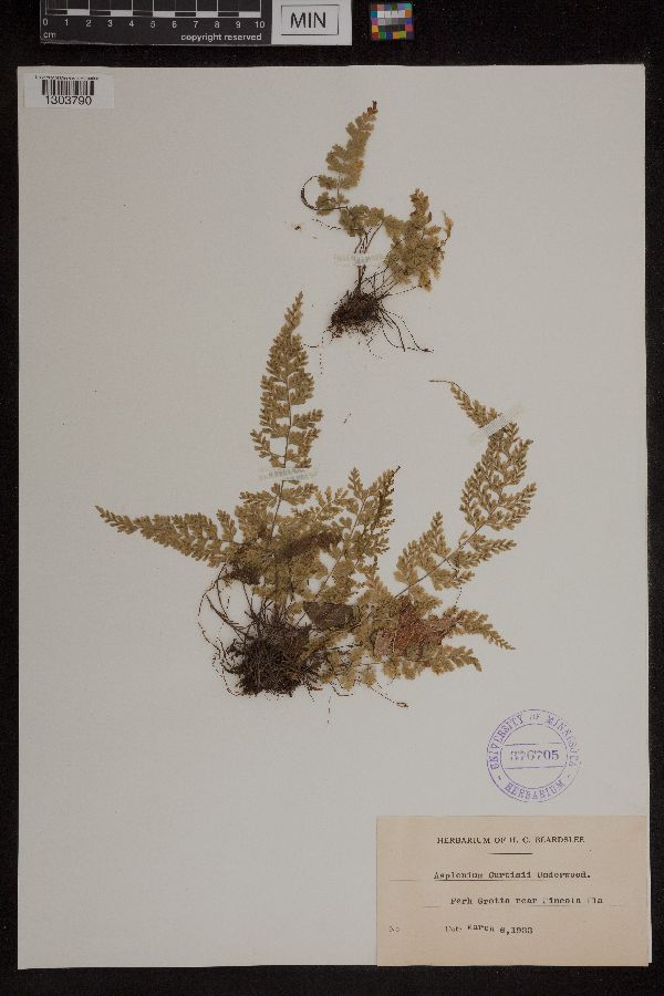 Asplenium curtissii image