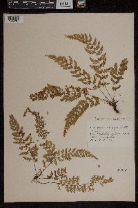 Asplenium curtissii image