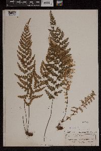 Asplenium curtissii image