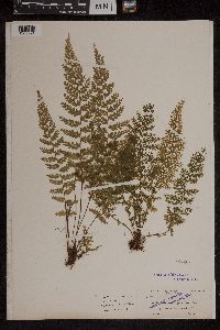 Asplenium curtissii image