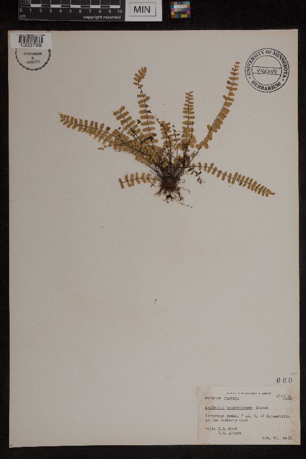 Asplenium heterochroum image