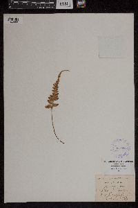 Asplenium pinnatifidum image
