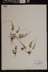 Asplenium pinnatifidum image