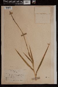 Media resource of Arundina bambusifolia