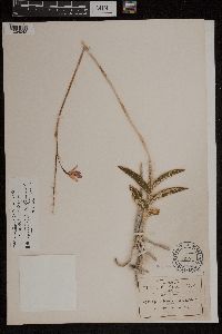 Media resource of Barkeria lindleyana