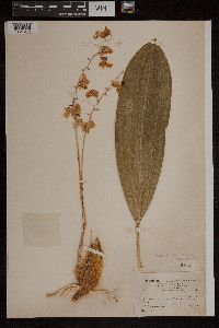 Media resource of Bifrenaria aurantiaca