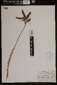 Media resource of Brachystele polyantha