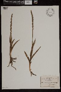Media resource of Brachystele sarcoglossa